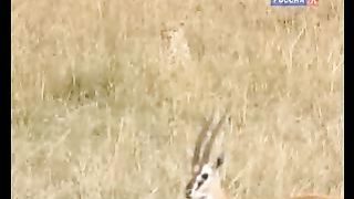 BBC Дневник большой кошки 6 сезон 3