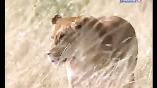 BBC Дневник большой кошки 6 сезон 4