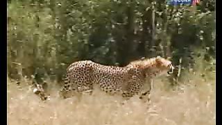 BBC Дневник большой кошки 6 сезон 4