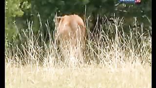 BBC Дневник большой кошки 6 сезон 4