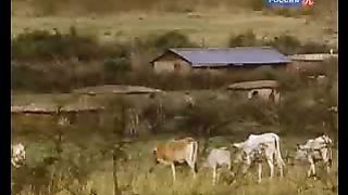 BBC Дневник большой кошки 6 сезон 5