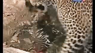 BBC Дневник большой кошки 6 сезон 5