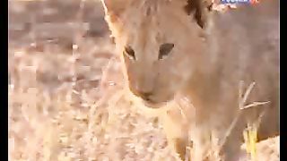 BBC Дневник большой кошки 7 сезон 1