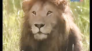 BBC Дневник большой кошки 7 сезон 1