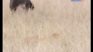 BBC Дневник большой кошки 7 сезон 1