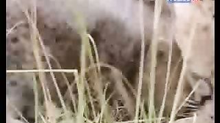 BBC Дневник большой кошки 7 сезон 1