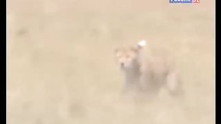 BBC Дневник большой кошки 7 сезон 2