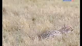 BBC Дневник большой кошки 7 сезон 2