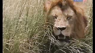 BBC Дневник большой кошки 7 сезон 2