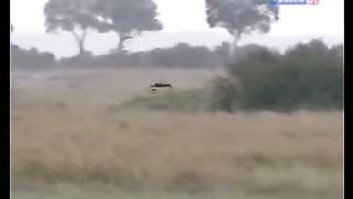 BBC Дневник большой кошки 7 сезон 2