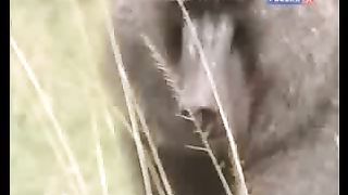 BBC Дневник большой кошки 7 сезон 3