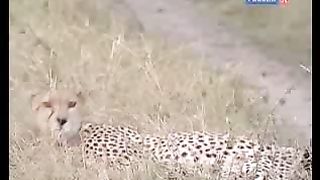 BBC Дневник большой кошки 7 сезон 3