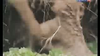 BBC Дневник большой кошки 7 сезон 3