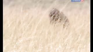 BBC Дневник большой кошки 7 сезон 4