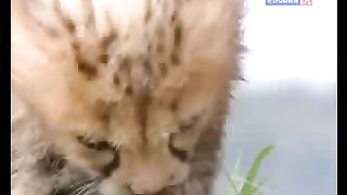 BBC Дневник большой кошки 7 сезон 4