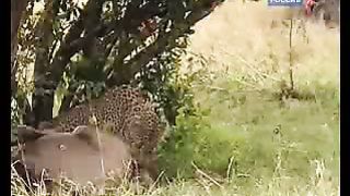 BBC Дневник большой кошки 7 сезон 4