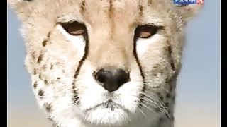 BBC Дневник большой кошки 7 сезон 5