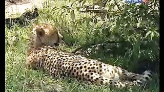 BBC Дневник большой кошки 7 сезон 5