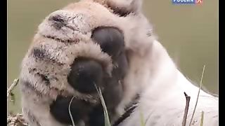 BBC Дневник большой кошки 7 сезон 5