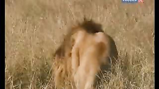 BBC Дневник большой кошки 7 сезон 5