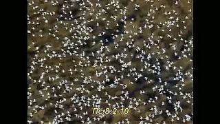 Небеса проповедуют