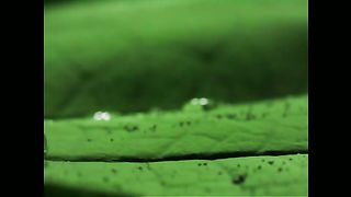 Небеса проповедуют