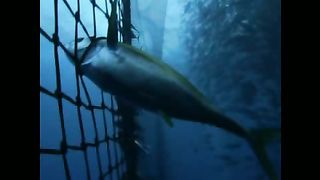 Слово - жизнь