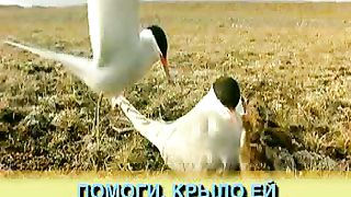 Доброта Горы море и холмы караоке