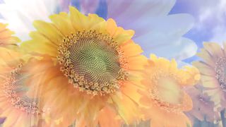 Природа в числах (2010)