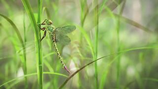 Природа в числах (2010)